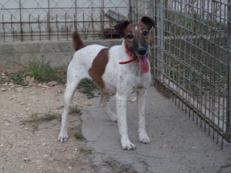 Frida freundliche Terrier Mischlingshündin ca. 7 Jahre alt z.Zt. in Ungarn