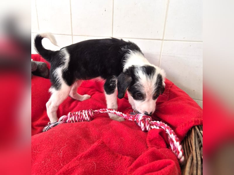 Milly Mischlingshündin ca. 3 Monate alt in Griechenland