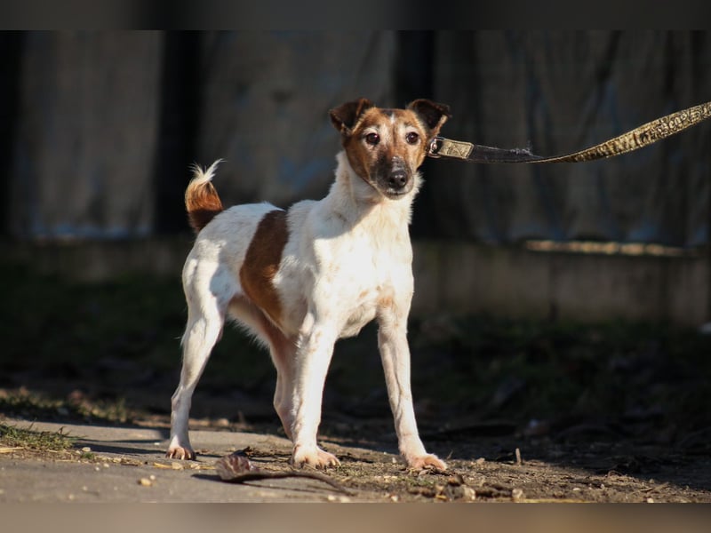 Frida freundliche Terrier Mischlingshündin ca. 7 Jahre alt z.Zt. in Ungarn
