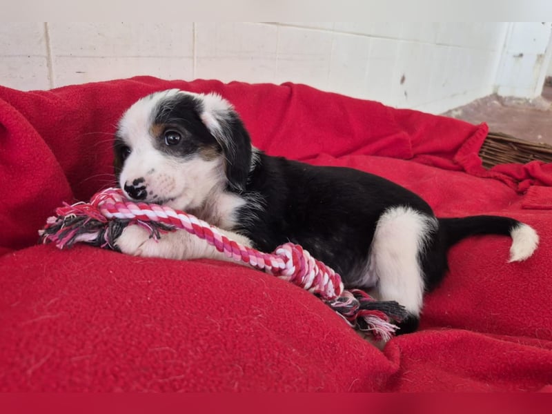 Milly Mischlingshündin ca. 3 Monate alt in Griechenland