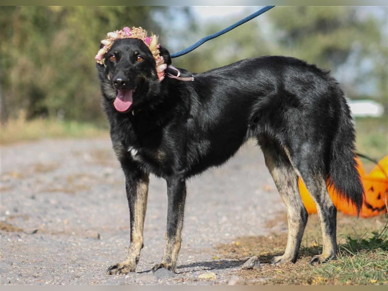 Maria Schäferhundmix-Hündin ca. 3,9 Jahre alt in Ungarn