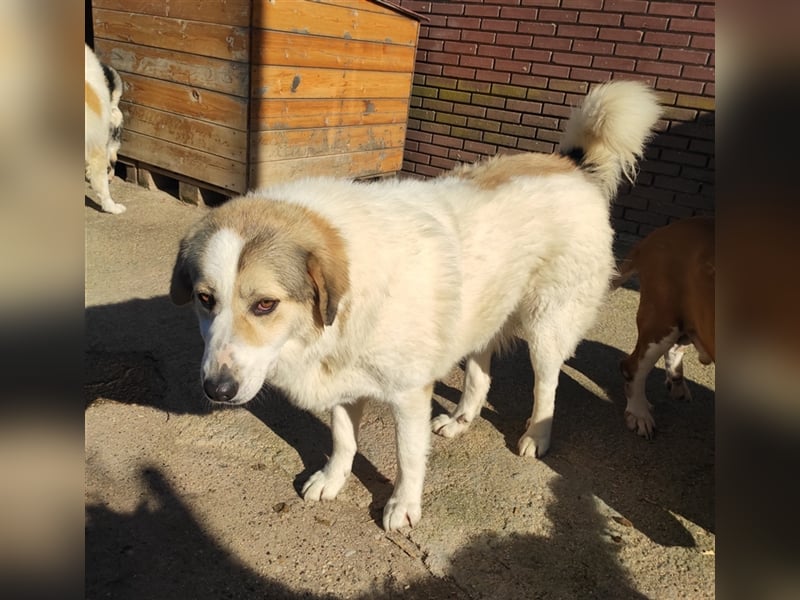 Liza griech. Schäferhundsmischlingshündin ca. 2,5 Jahre alt z.Zt. in Griechenland