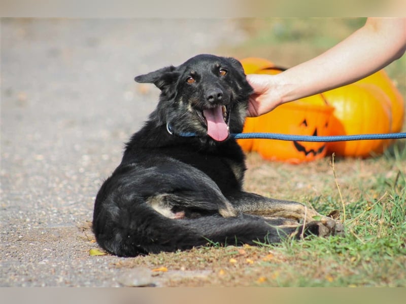 Maria Schäferhundmix-Hündin ca. 3,9 Jahre alt in Ungarn
