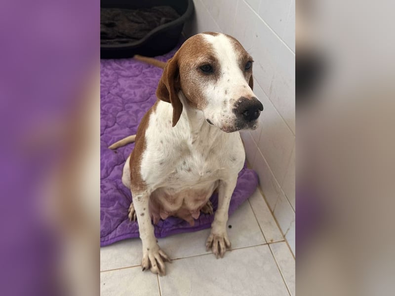 Athena Mischlingshündin ca. 8 Jahre alt in Griechenland