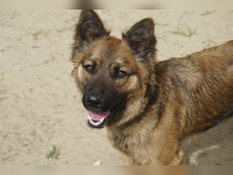 Kici Schäferhundmischlingshündin ca. 1,8 Jahre alt in Ungarn