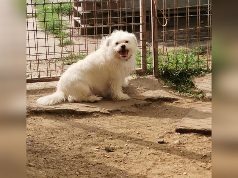 Susy kleine Mischlingshündin ca. 2,5 Jahre alt in Ungarn