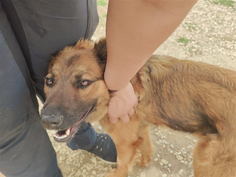 Kici Schäferhundmischlingshündin ca. 1,8 Jahre alt in Ungarn