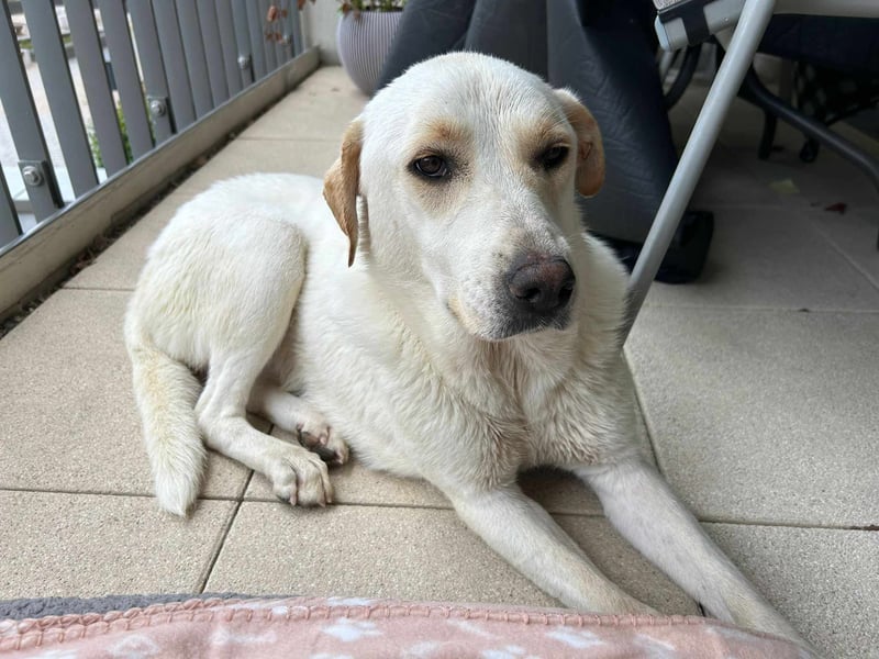 Bella Mischlingshündin ca. 3 Jahre alt in 72072 Tübingen