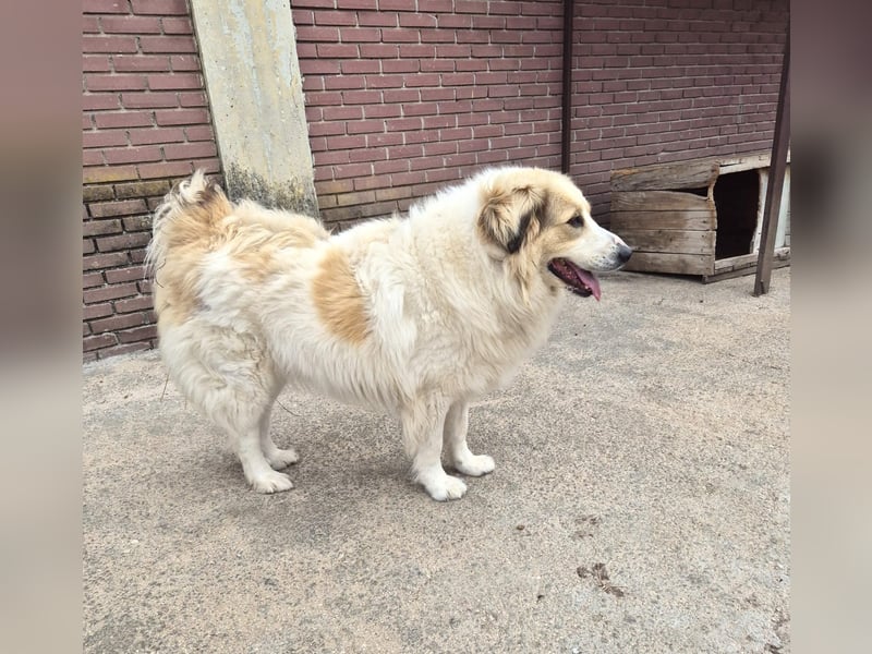 Mona griech. Schäferhundmischlingshündin ca. 3,5 Jahre alt  in Griechenland