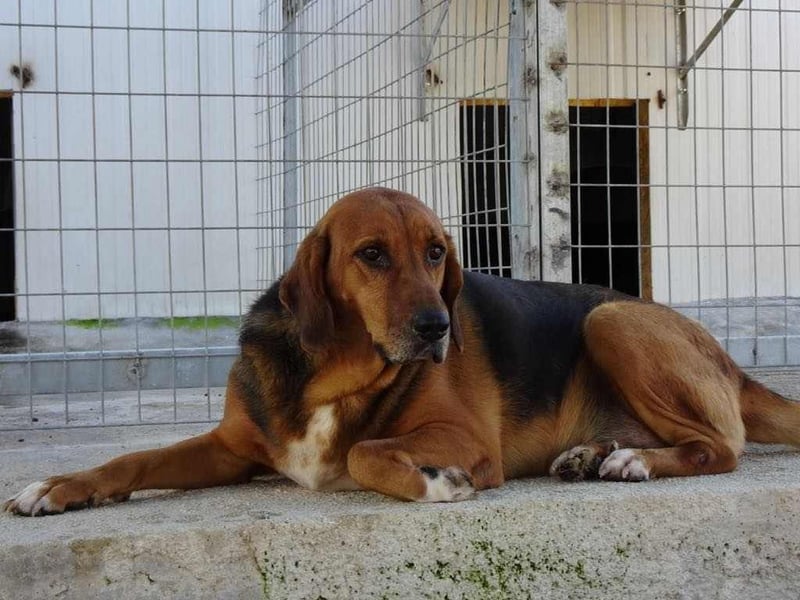 Perla Mischlingshündin ca. 7 Jahre alt in Griechenland