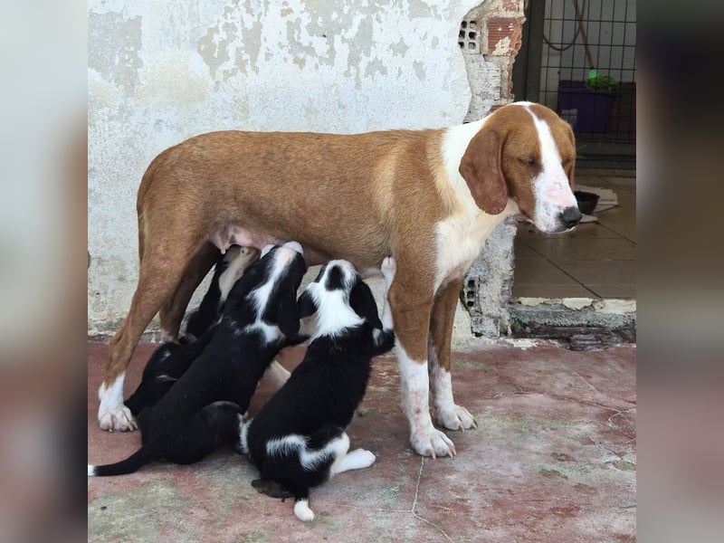 Milly Mischlingshündin ca. 3 Monate alt in Griechenland