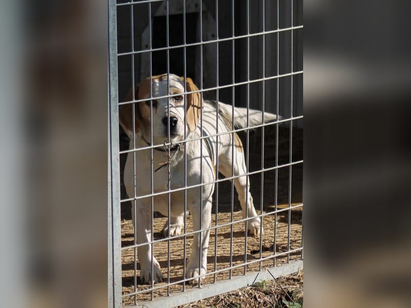 Alma Beagle Hündin ca. 5 Jahre alt in Ungarn