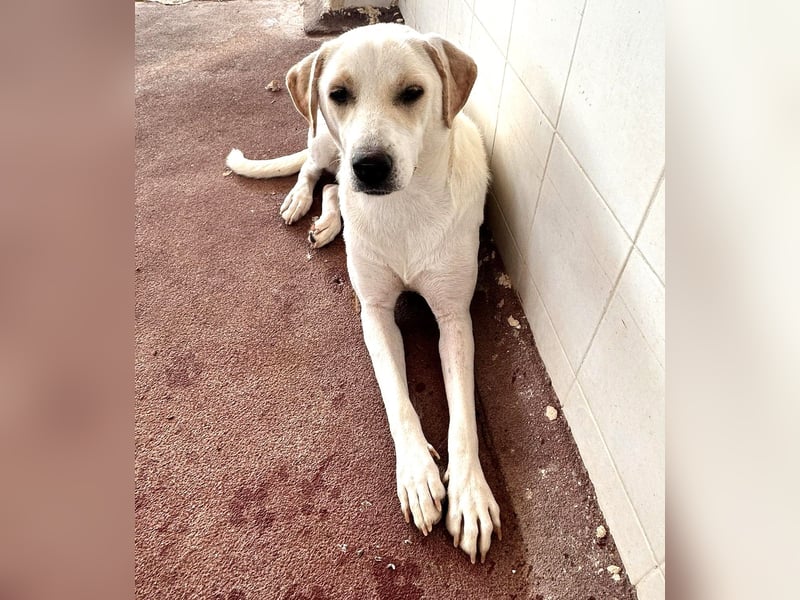 Bella Mischlingshündin ca. 2,7 Jahre alt in Griechenland