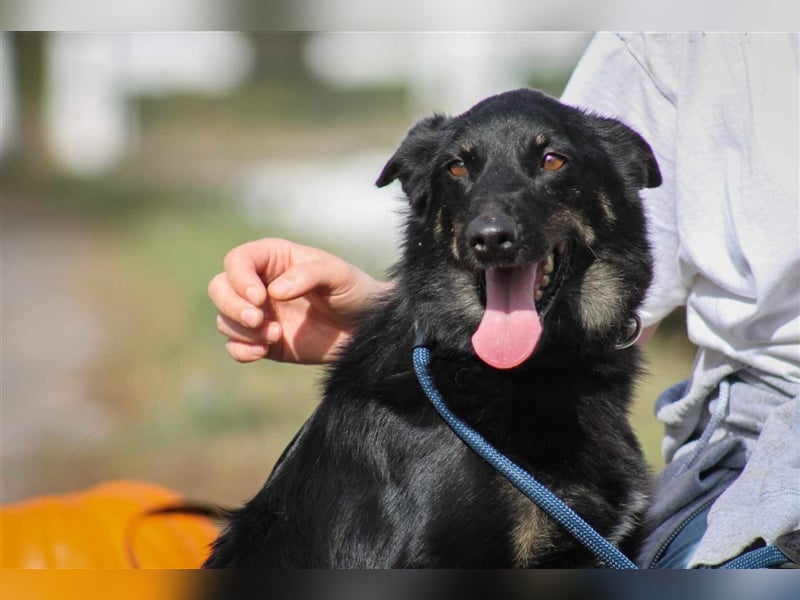 Maria Schäferhundmix-Hündin ca. 3,9 Jahre alt in Ungarn