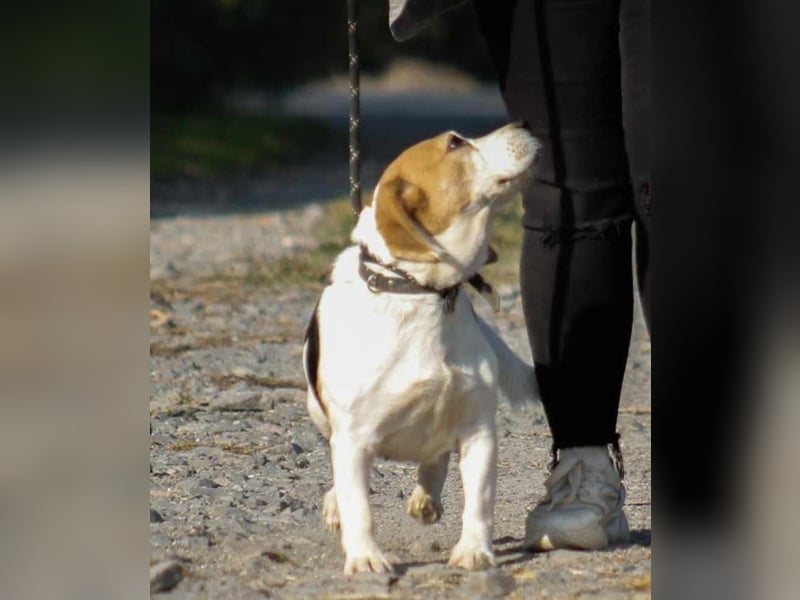 Alma Beagle Hündin ca. 5 Jahre alt in Ungarn