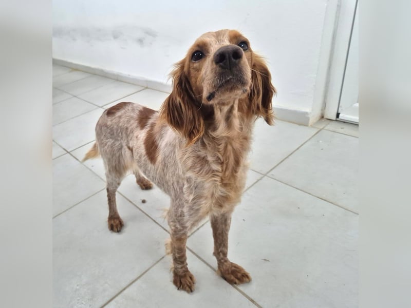 Hilde Mischlingshündin ca. 2 Jahre alt in Griechenland