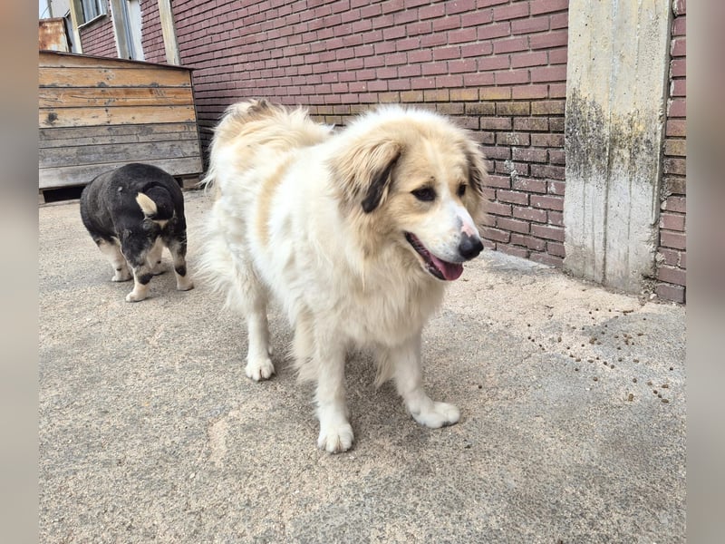 Mona griech. Schäferhundmischlingshündin ca. 3,5 Jahre alt  in Griechenland