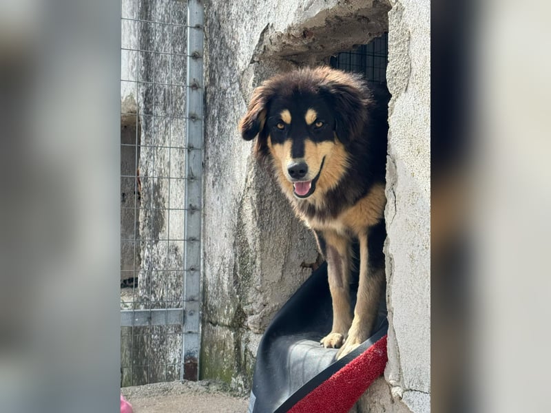 Lisa Mischlingshündin ca. 1,8 Jahre alt in Griechenland