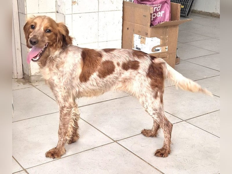 Hilde Mischlingshündin ca. 2 Jahre alt in Griechenland