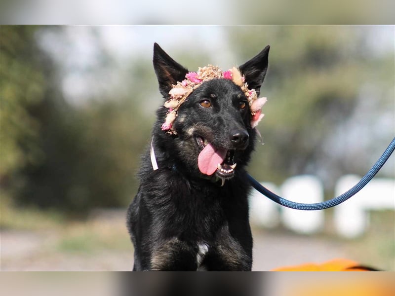 Maria Schäferhundmix-Hündin ca. 3,9 Jahre alt in Ungarn
