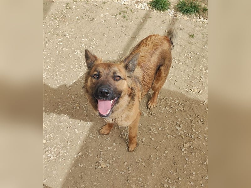 Kici Schäferhundmischlingshündin ca. 1,8 Jahre alt in Ungarn