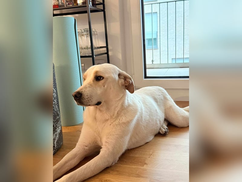 Bella Mischlingshündin ca. 3 Jahre alt in 72072 Tübingen