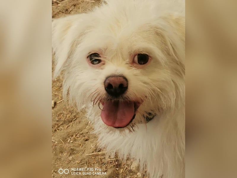 Susy kleine Mischlingshündin ca. 2,5 Jahre alt in Ungarn