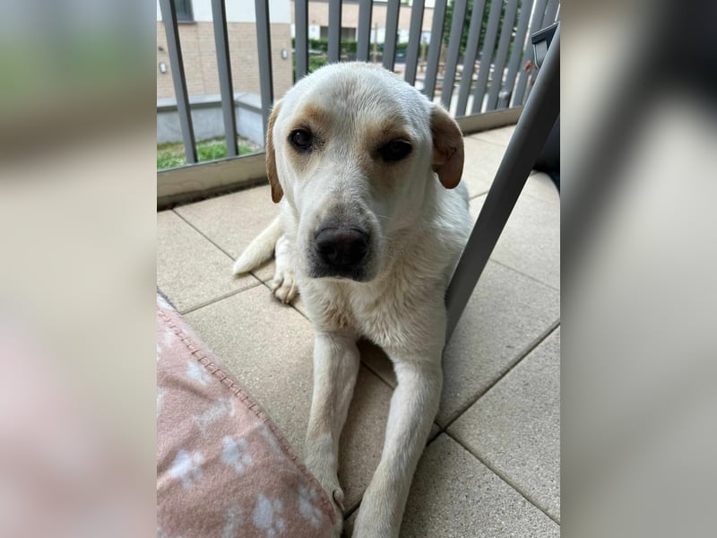 Bella Mischlingshündin ca. 3 Jahre alt in 72072 Tübingen