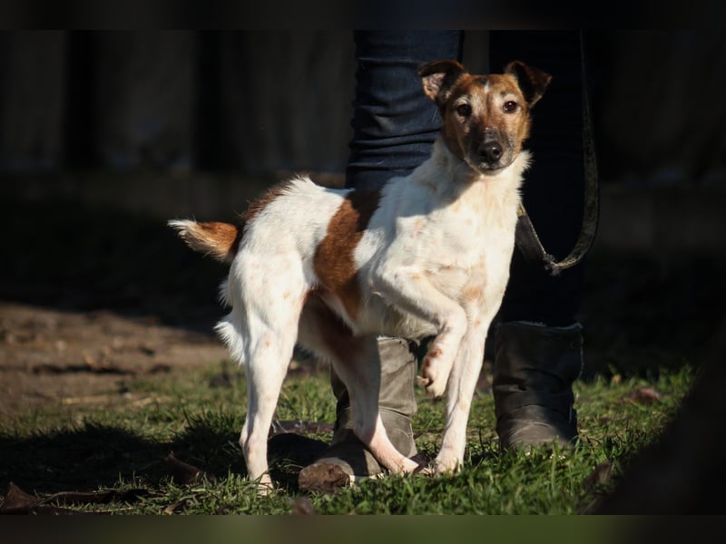 Frida freundliche Terrier Mischlingshündin ca. 7 Jahre alt z.Zt. in Ungarn