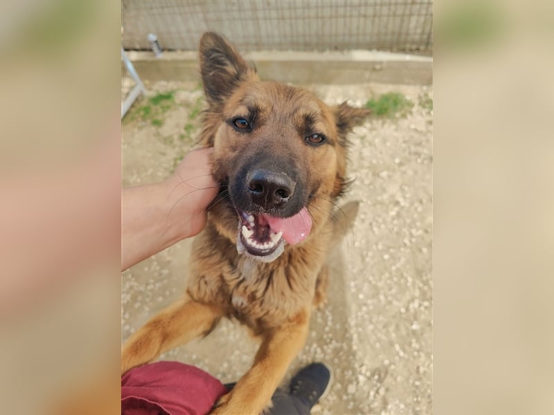 Kici Schäferhundmischlingshündin ca. 1,8 Jahre alt in Ungarn
