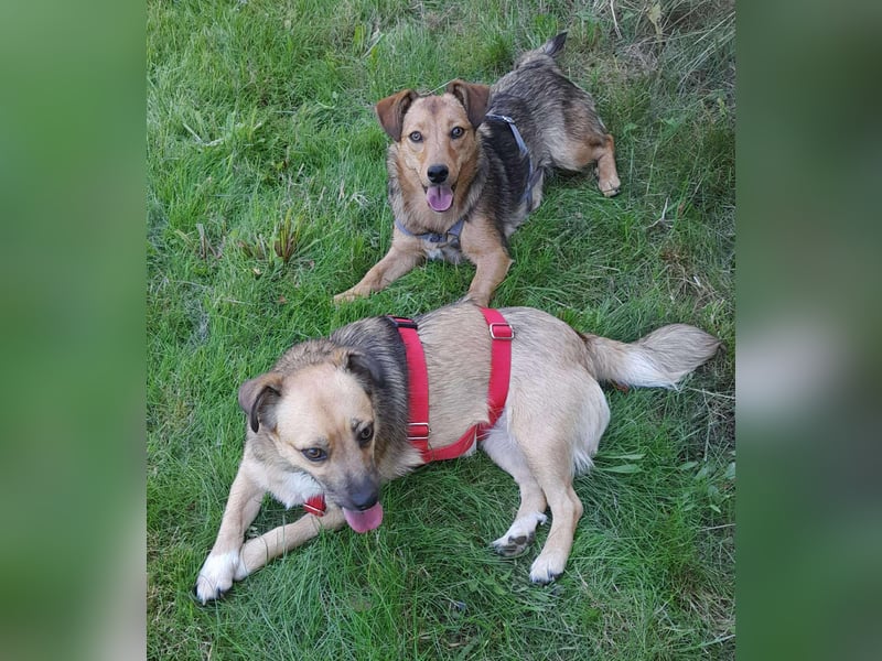 Manka Mischlingshündin ca. 2,5 Jahre alt  in 72667 Schlaitdorf