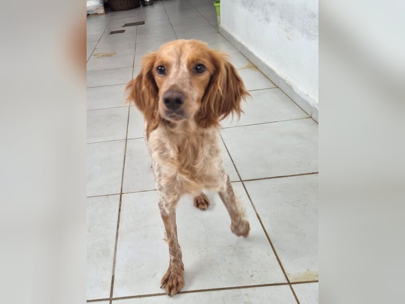 Hilde Mischlingshündin ca. 2 Jahre alt in Griechenland