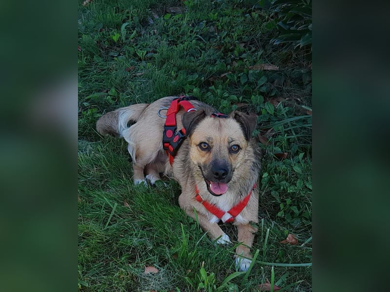 Manka Mischlingshündin ca. 2,5 Jahre alt  in 72667 Schlaitdorf