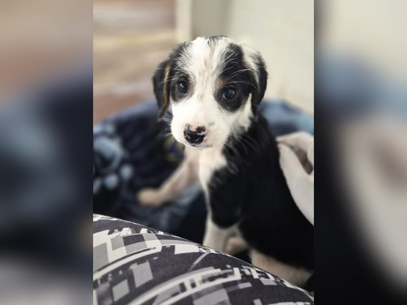 Milly Mischlingshündin ca. 3 Monate alt in Griechenland