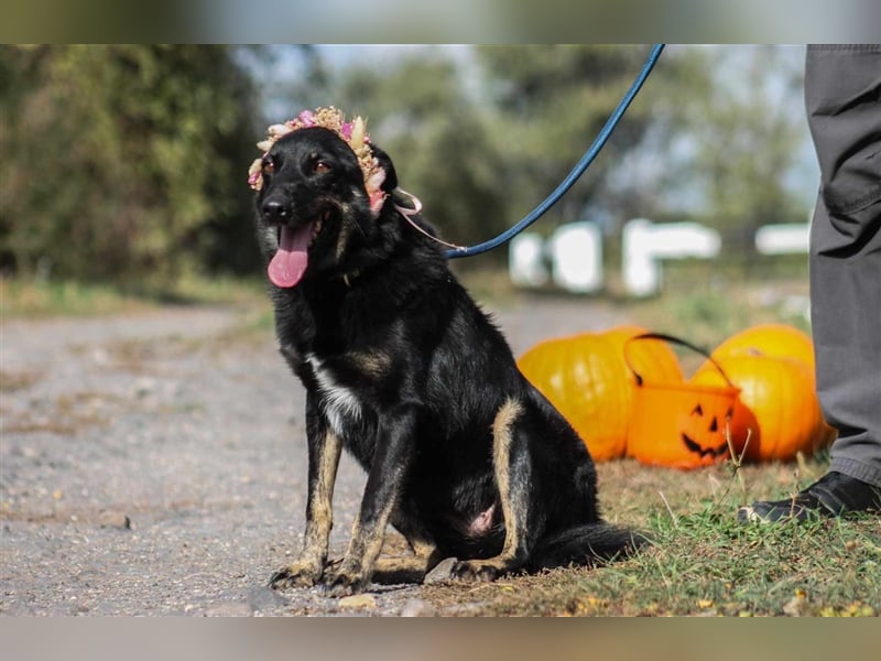 Maria Schäferhundmix-Hündin ca. 3,9 Jahre alt in Ungarn