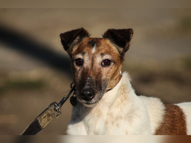 Frida freundliche Terrier Mischlingshündin ca. 7 Jahre alt z.Zt. in Ungarn