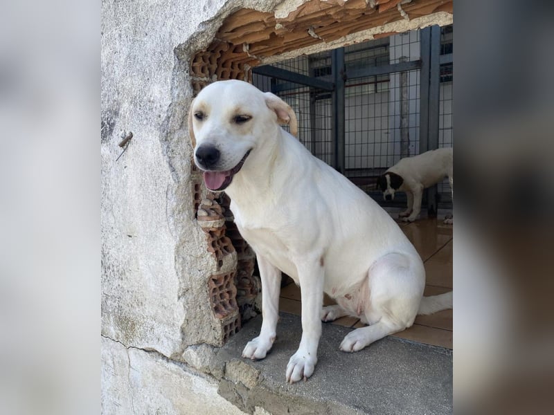 Bella Mischlingshündin ca. 2,7 Jahre alt in Griechenland