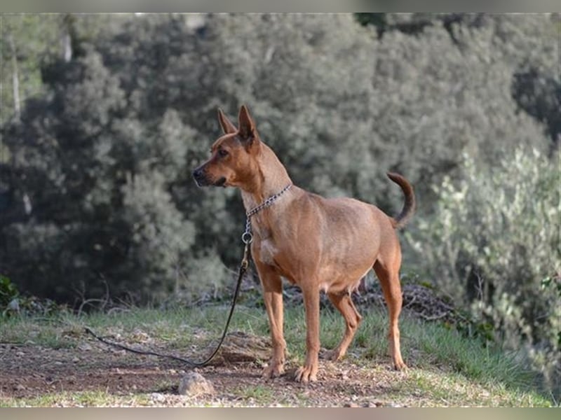 Pimienta