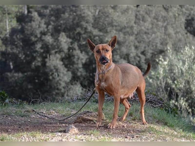 Pimienta