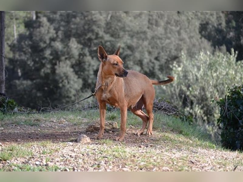 Pimienta