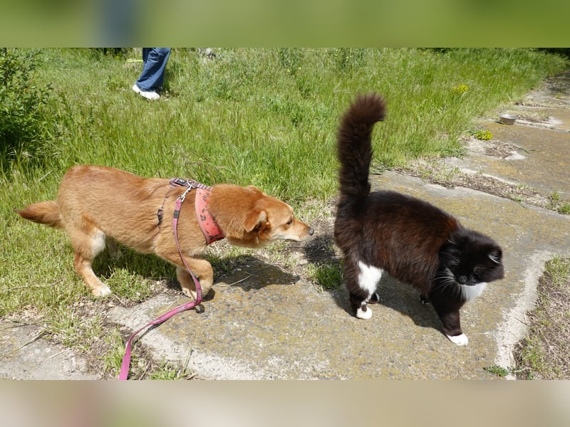 Kleine Foxy ist auf Körbchensuche