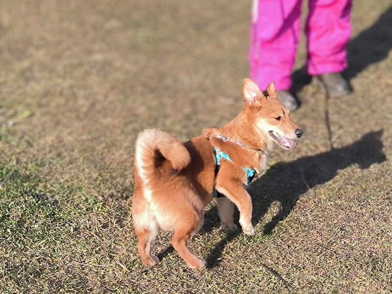 Kleine Foxy ist auf Körbchensuche
