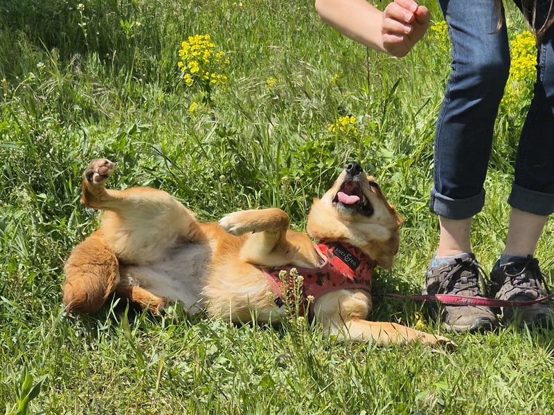 Kleine Foxy ist auf Körbchensuche