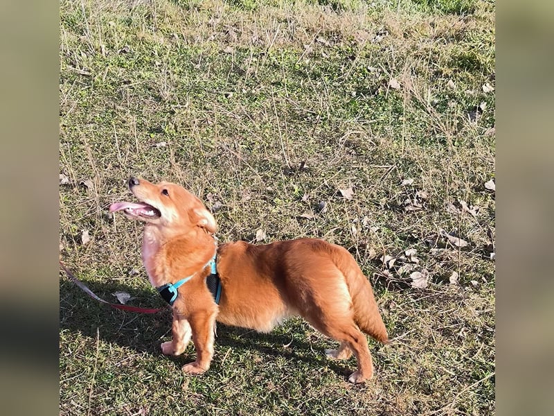 Kleine Foxy ist auf Körbchensuche