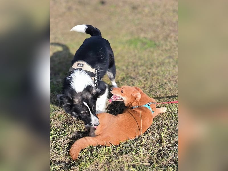 Kleine Foxy ist auf Körbchensuche