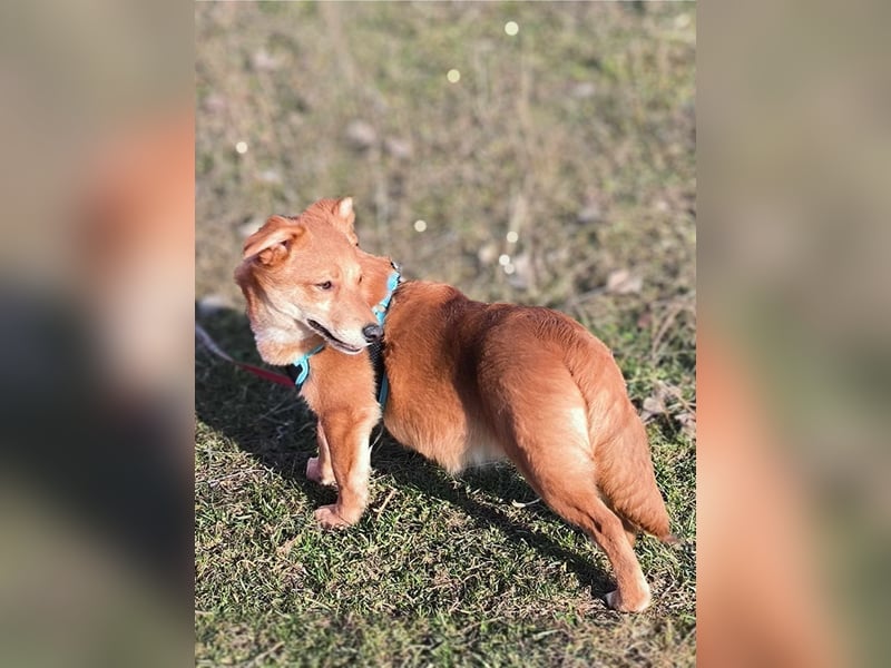 Kleine Foxy ist auf Körbchensuche