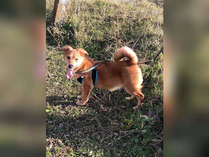 Kleine Foxy ist auf Körbchensuche