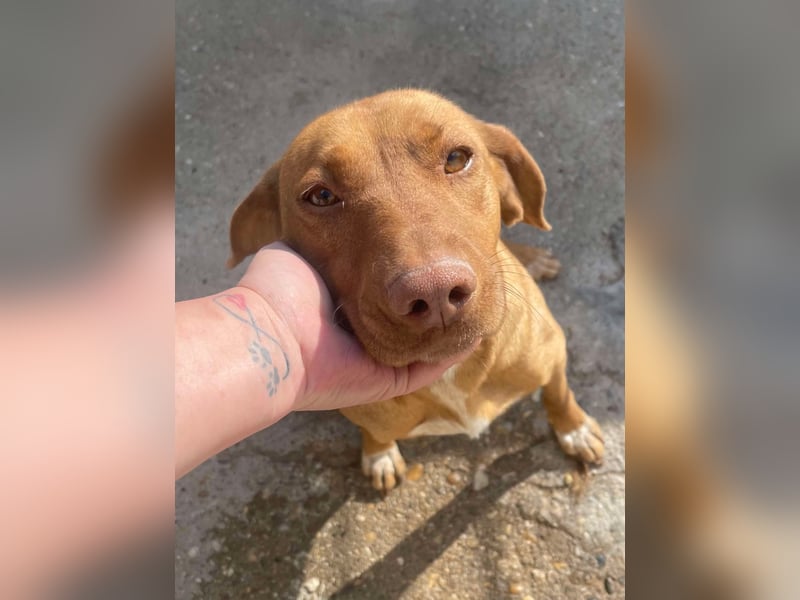 Laika - Vizsla Mix Schönheit sucht ihre Menschen