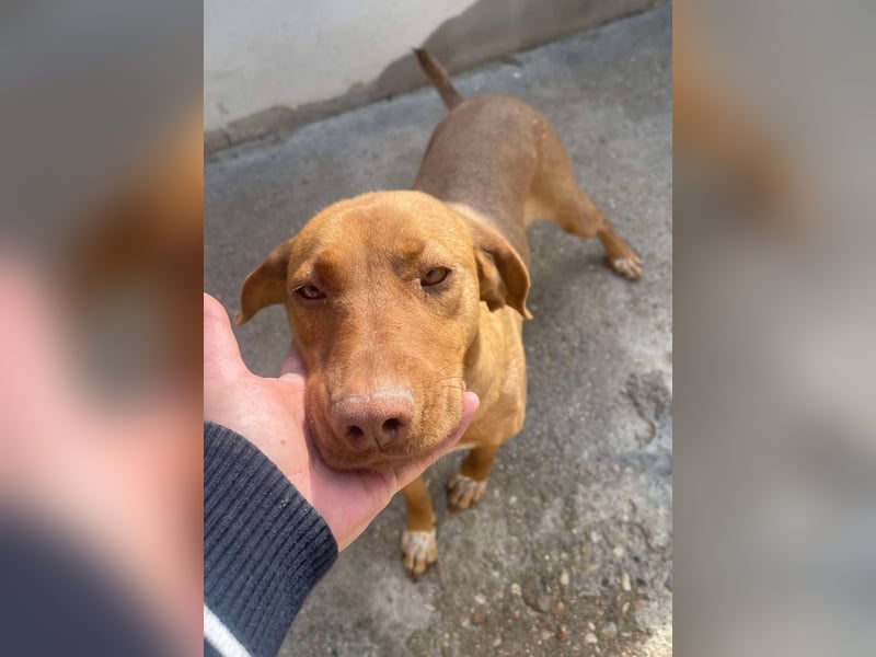 Laika - Vizsla Mix Schönheit sucht ihre Menschen