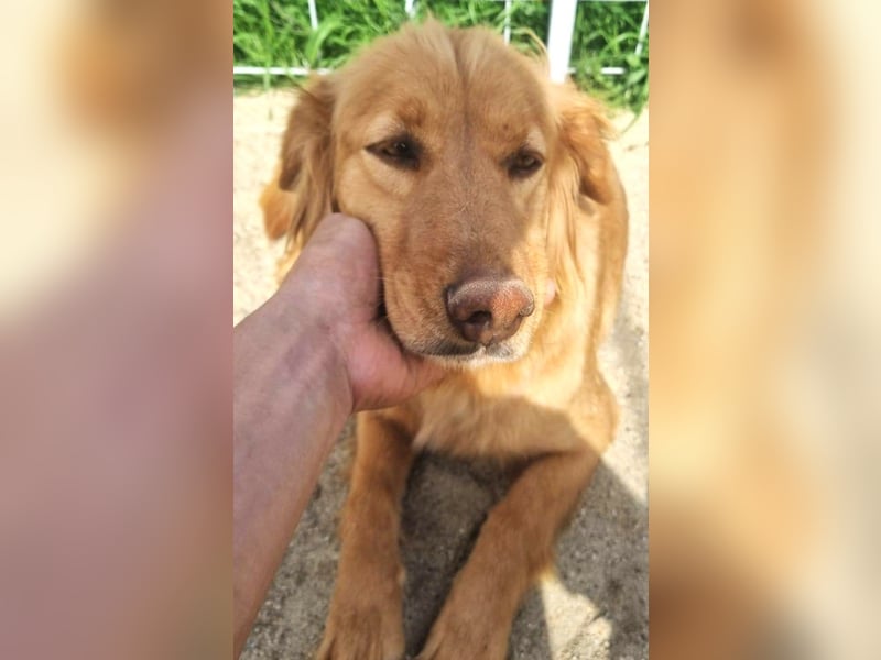 Lara – wunderschönes Retriever Mix Mädchen